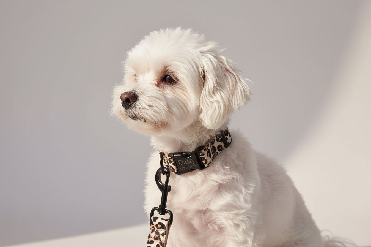 Ensemble collier + laisse chien gravure gratuite, petits, moyens et grands chiens